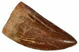 Serrated Carcharodontosaurus Tooth - Excellent Preservation #341110-1